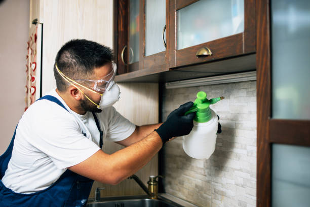 Best Insect Control  in Ridgewood, IL