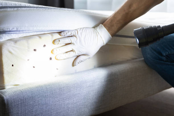 Best Affordable Pest Control Services  in Ridgewood, IL