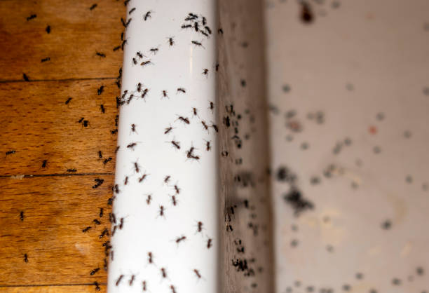 Best Pest Inspection Near Me  in Ridgewood, IL