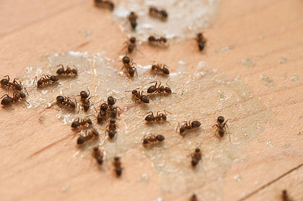  Ridgewood, IL Pest Control Pros