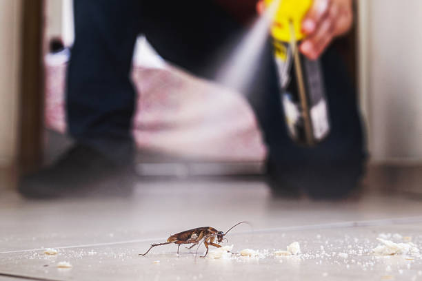 Best Pest Control Near Me in Ridgewood, IL